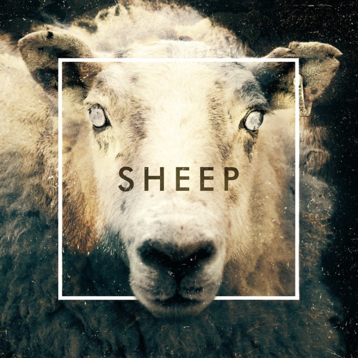 Sheep by The Human Animal; Part of The USA Project